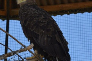 В астраханский зоопарк «Баба Фрося» доставили спасённого орлана с травмой