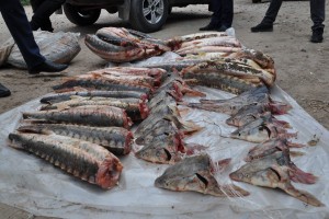 В Астраханской области у&#160;троих браконьеров изъяли почти 5&#160;килограммов чёрной икры