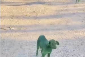 По астраханским улицам бегают зелёные собаки