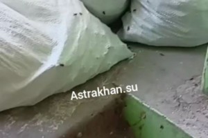 Астраханцев одолевают назойливые тараканы