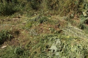 В Трусовском районе Астрахани ликвидировали крупный очаг конопли