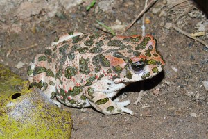 В Астрахани активизировались иранские жабы