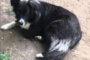 В Астрахани бродячая собака спасла ребенка от трагедии