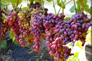 Под Астраханью на Бэровских буграх испытывают 18 новых сортов винограда