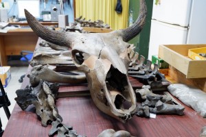 Астраханцы смогут увидеть кости мамонта и уникальные греческие геммы