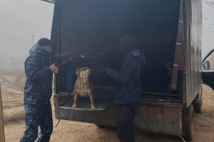 Астрахань получит более 25 миллионов на отлов собак