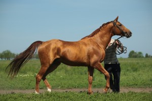 Астраханская полиция расследует предполагаемое убийство породистой лошади