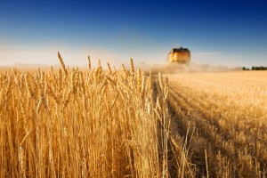 Астраханским фермерам доступен льготный заём для хорошего урожая на будущий год