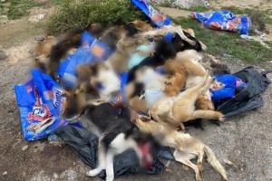 Астраханцы в Приволжском районе обнаружили несколько десятков зверски убитых собак