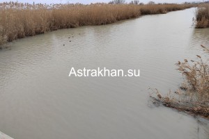 Астраханцы умоляют губернатора спасти Казачий ерик
