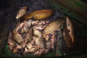 В астраханском заказнике браконьер выловил 28 кг рыбы