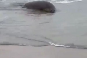 Порядка 700 мёртвых тюленей найдены на берегу Каспийского моря в Дагестане