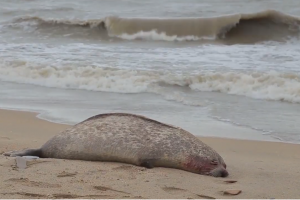 Число погибших тюленей на Каспии выросло до 2,5 тыс. особей