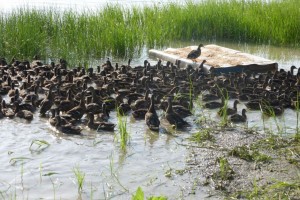 В Астраханской службе природопользования рассказали, сколько было выпущено уток и фазанов в 2022 году