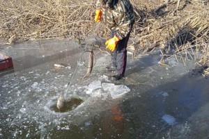 На территории заказника в Астраханской области браконьеры занимались выловом рыбы