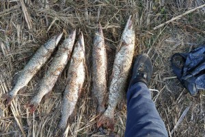 Куда отправиться на зимнюю рыбалку в Астраханской области: советы эксперта