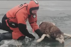 Астраханские спасатели вытащили из ледяной воды собаку