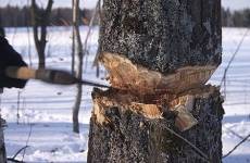Прокуратура Енотаевского района поддержала государственное обвинение по уголовному делу о незаконной рубке деревьев