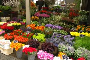 Накануне первого сентября астраханцы штурмовали цветочные рынки. Насколько приемлемы цены?