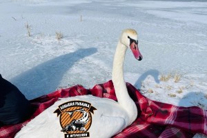 Астраханцы спасли застрявшего в&#160;браконьерских сетях лебедя