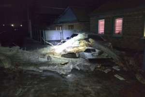 Под Астраханью дерево рухнуло на автомобиль