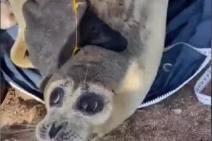 В Минприроды России пересчитывают каспийских тюленей