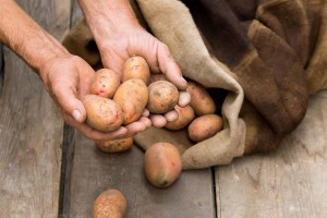 Астраханские аграрии проведут эксперимент по высадке элитного картофеля