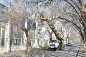 Сухие ветки деревьев скоро начнут спиливать в Астрахани