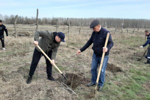 Сотрудники ПривЖД высадили 350 деревьев в&#160;Астрахани