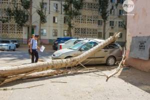 Во дворе дома по улице Бабаевского, 35 корпус 3 упало дерево на машину
