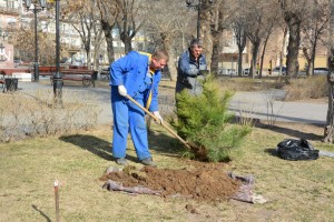 В Астрахани высадят пять тысяч деревьев
