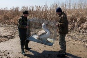 Спасённого пеликана Кудряша выпустили на свободу под Астраханью