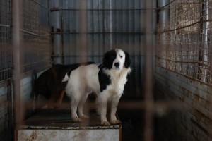 В Госдуме призвали прокуратуру проверить траты на астраханских собак