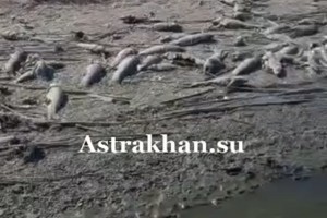 В Астраханской области массово погибла рыба