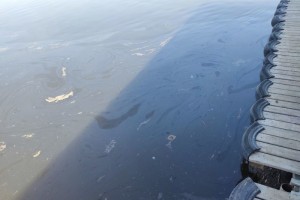В Астрахани обнаружили очередное крупное загрязнение реки