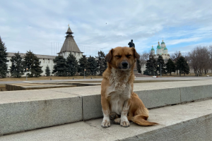 На кого чаще всего нападают собаки в Астраханской области?