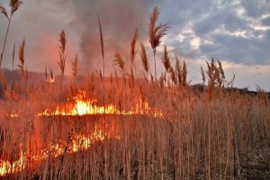 Завтра в Астраханской области ожидается чрезвычайная пожароопасность