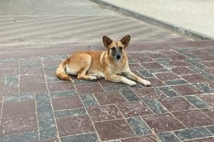 Российские звёзды выступили против инициативы по усыплению астраханских собак