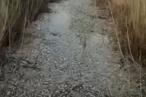 Видеозапись с замором рыбы в Астраханской области назвали фейком