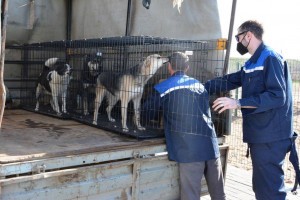 В открывшийся вновь астраханский приют для животных привезли 82 собаки за неделю