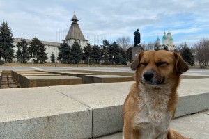 Эксперты объяснили, почему система отлова собак не работает в Астрахани