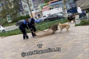 В Астрахани занялись отловом бродячих собак