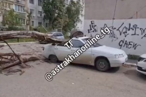 В Астрахани дерево рухнуло на автомобиль