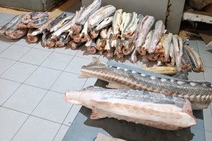 На астраханца завели уголовное дело за покупку краснокнижной рыбы