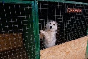 В Астрахани строится еще один приют для&#160;собак