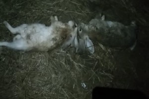 В Астраханской области неизвестное существо истребило животных