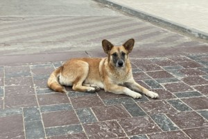 Астраханская область может получить право на усыпление бродячих собак