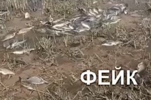 Замор рыбы в&#160;Лиманском районе Астраханской области оказался фейком