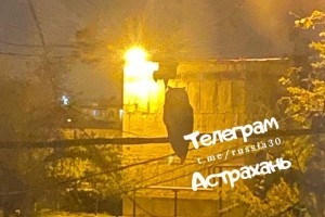 Совы мешают жителям Астрахани спать по&#160;ночам