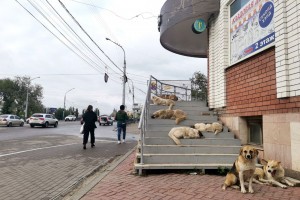 Астраханская область отказалась от помощи по ситуации с&#160;собаками